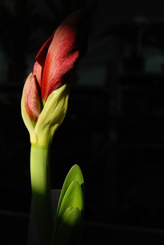 Фотографія Нове життя / Тарас Бандрівський / photographers.ua