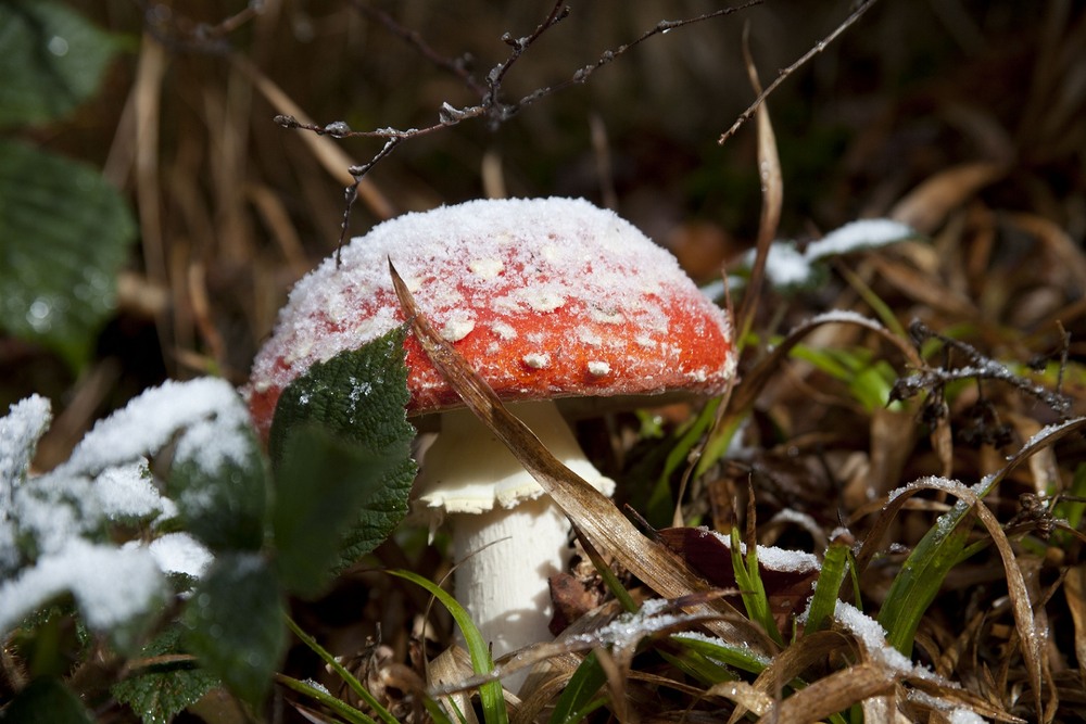 Фотографія Перший сніг / Тарас Бандрівський / photographers.ua