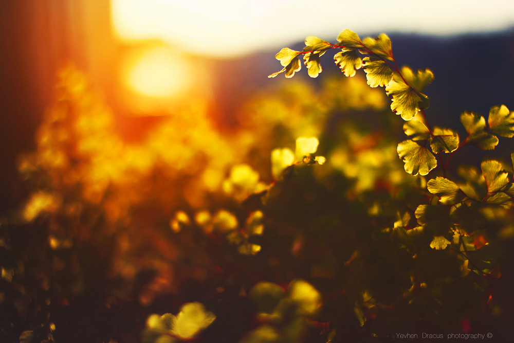 Фотографія Весна.Солнце.Улыбки незнакомцев. / Yevhen Dracus / photographers.ua