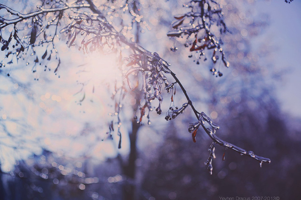 Фотографія Мороз и солнце / Yevhen Dracus / photographers.ua