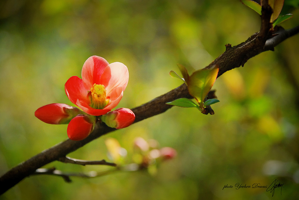 Фотографія Весна пришла... / Yevhen Dracus / photographers.ua