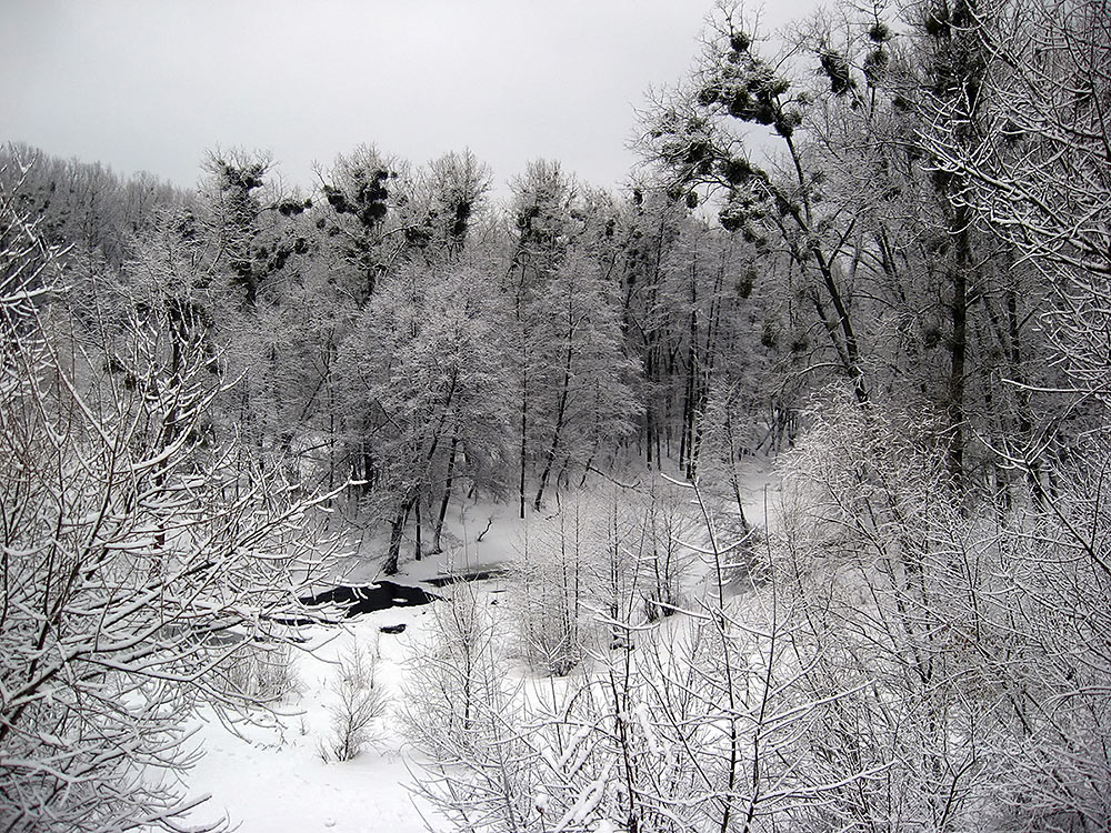 Фотографія Белый / Андрей Ткаченко / photographers.ua