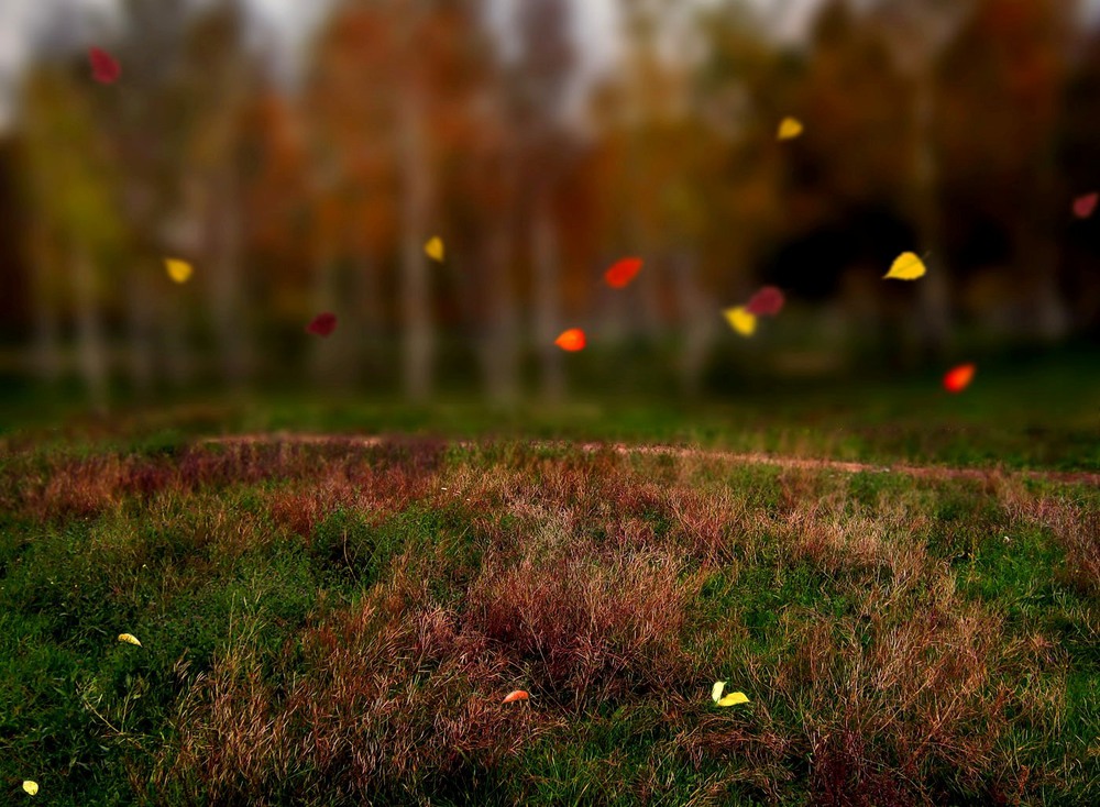 Фотографія Листья пожелтелые по ветру летят... / Егор Плетенец / photographers.ua