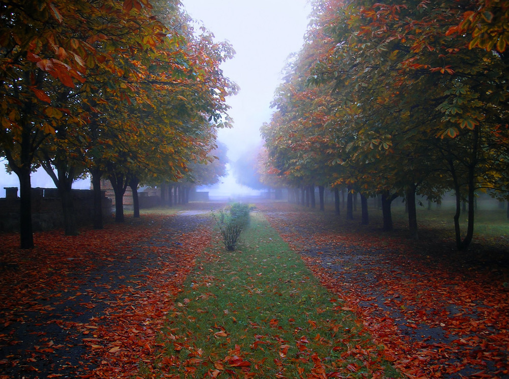 Фотографія Цветная осень... / Егор Плетенец / photographers.ua
