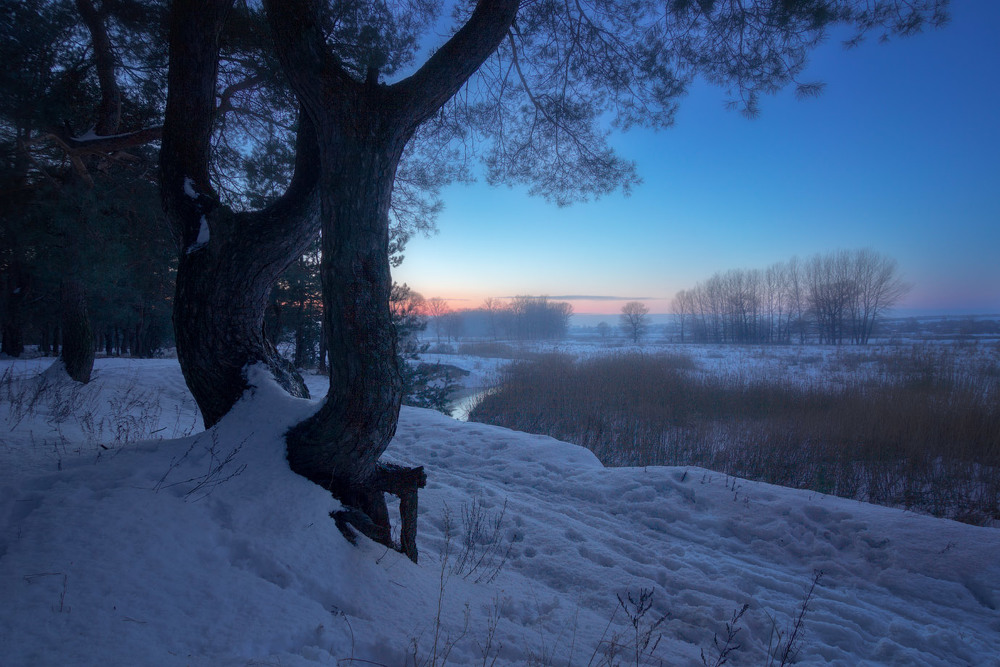 Фотографія Зимний вечер на опушке леса / Виктор Тулбанов / photographers.ua