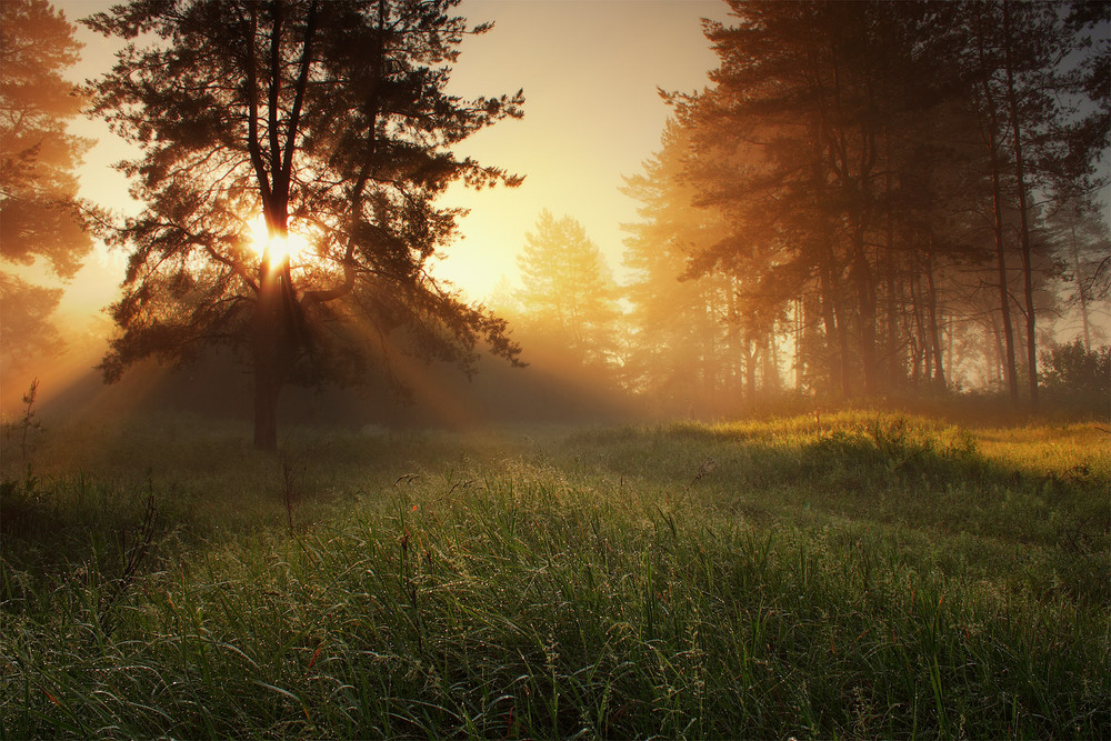 Фотографія Рассвет в сосновом лесу / Виктор Тулбанов / photographers.ua