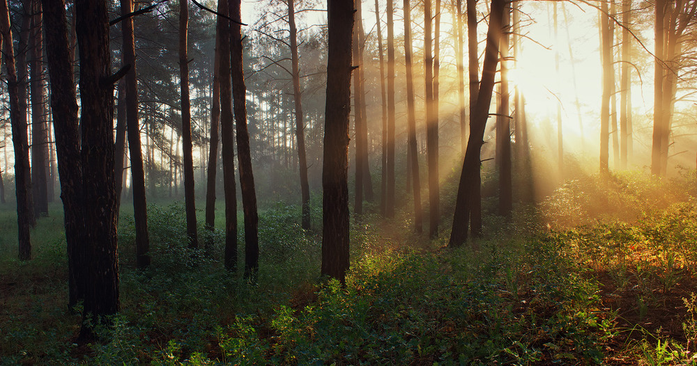 Фотографія Рассвет в лесу / Виктор Тулбанов / photographers.ua