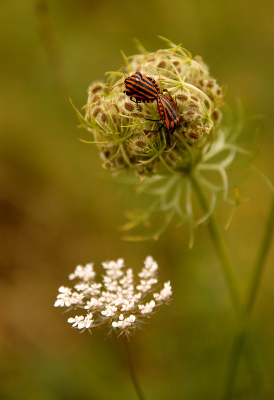 Фотографія ...підглянув...))) / Марко / photographers.ua