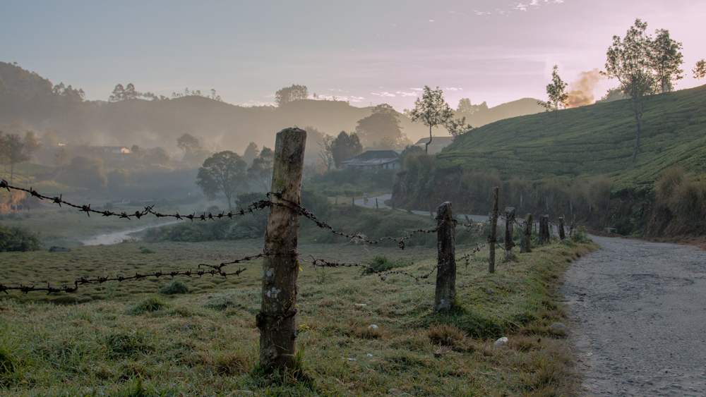 Фотографія Early Morning. Munnar. Tea Plantation. / pekkalakko / photographers.ua