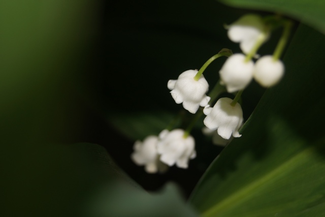 Фотографія Белый колокольчик нежной красоты... / Anet Tenna / photographers.ua