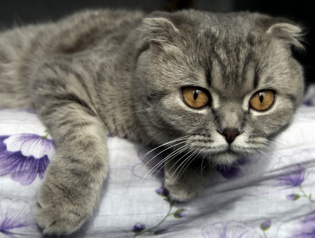 Фотографія не в духе с утра / Anet Tenna / photographers.ua