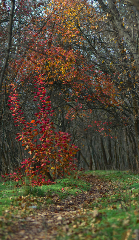 Фотографія Вспоминая осень / Андрей Топчиев / photographers.ua