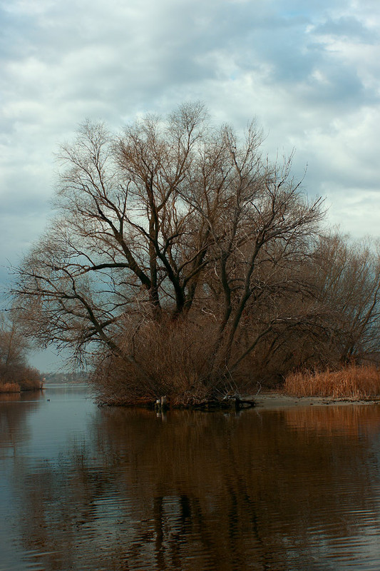 Фотографія Весенние плавни / Андрей Топчиев / photographers.ua