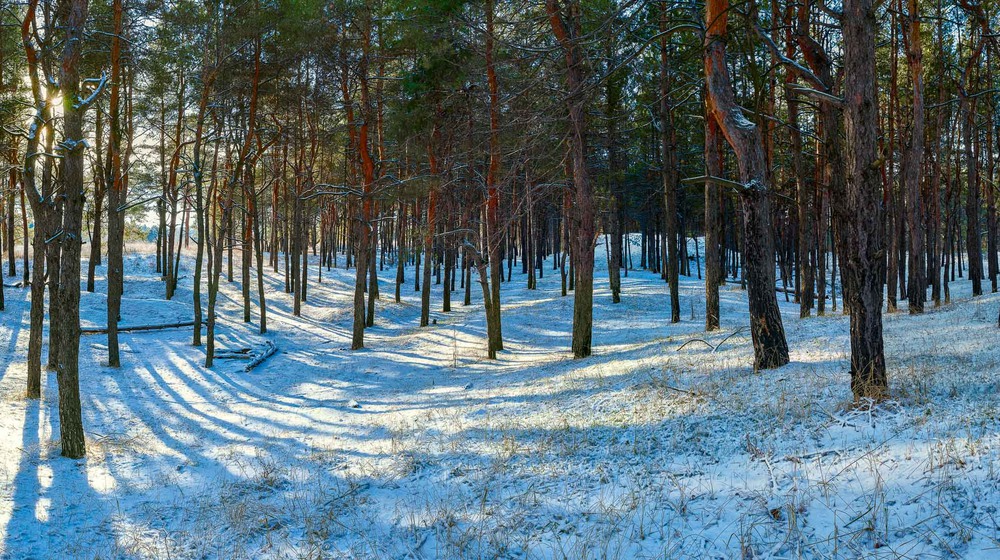 Фотографія зимний лес / Андрей Топчиев / photographers.ua