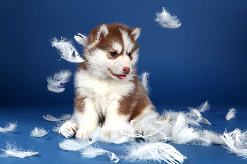 Фотографія ХАТИКО / FRESH-STUDIO / photographers.ua