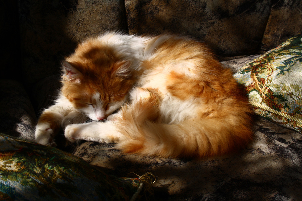 Фотографія Про дружбу сонячного котика з сонячними зайчиками) / Оксана / photographers.ua