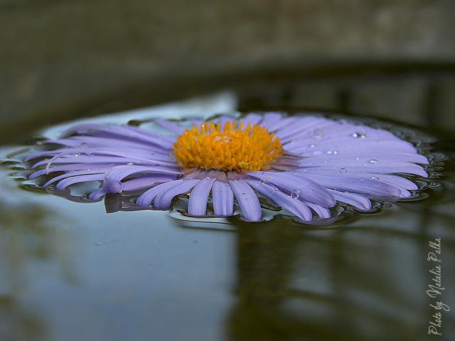 Фотографія Гламур / Liebchen / photographers.ua