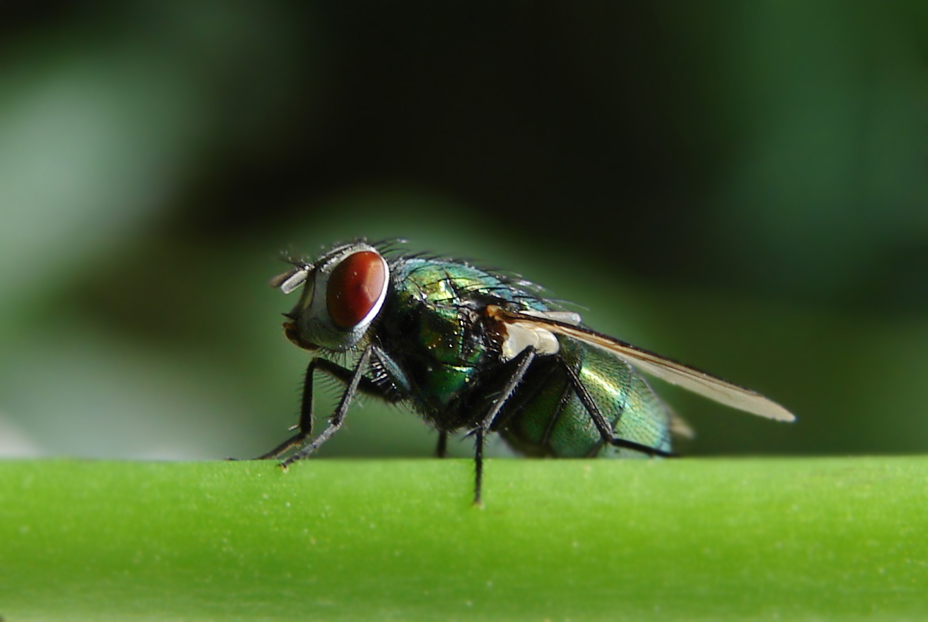Фотографія Макро / Liebchen / photographers.ua
