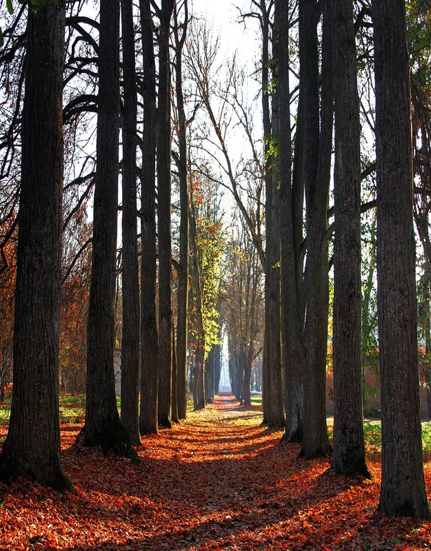 Фотографія ***** / Наталия (Метрон) / photographers.ua