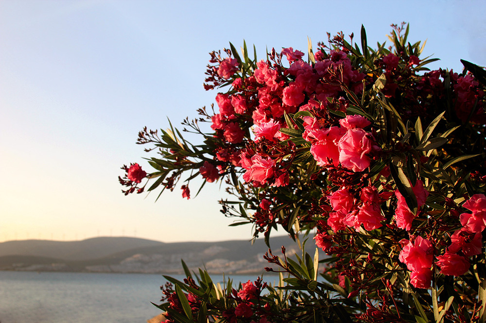 Фотографія ***** / Наталия (Метрон) / photographers.ua