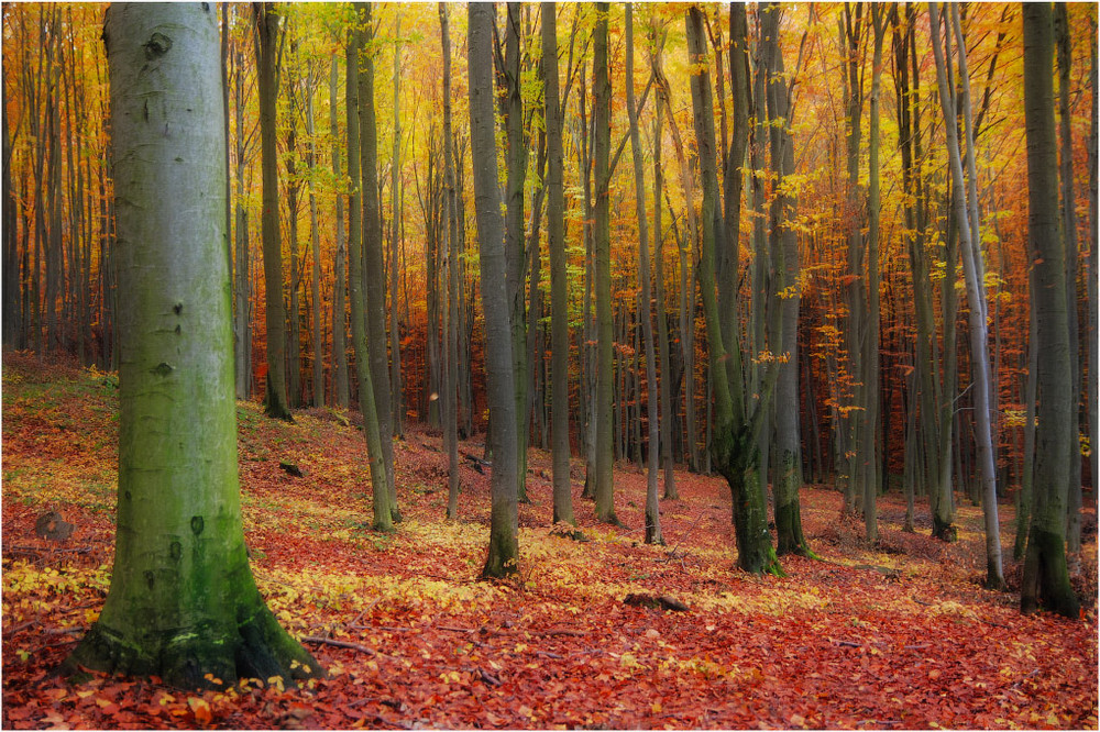 Фотографія Осенний лес... / Duru Юрій Туряниця / photographers.ua