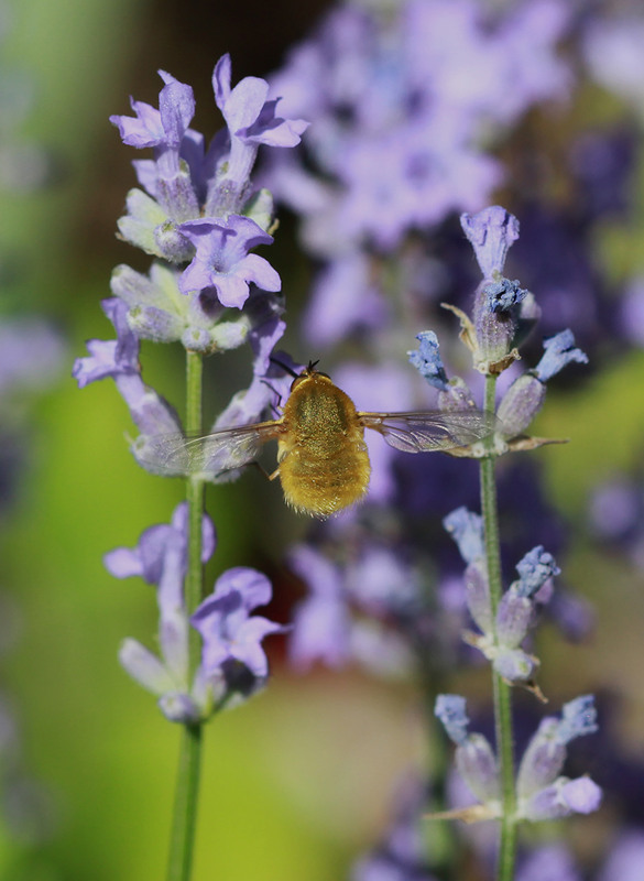 Фотографія Любитель лаванды / Потемкина Оксана / photographers.ua