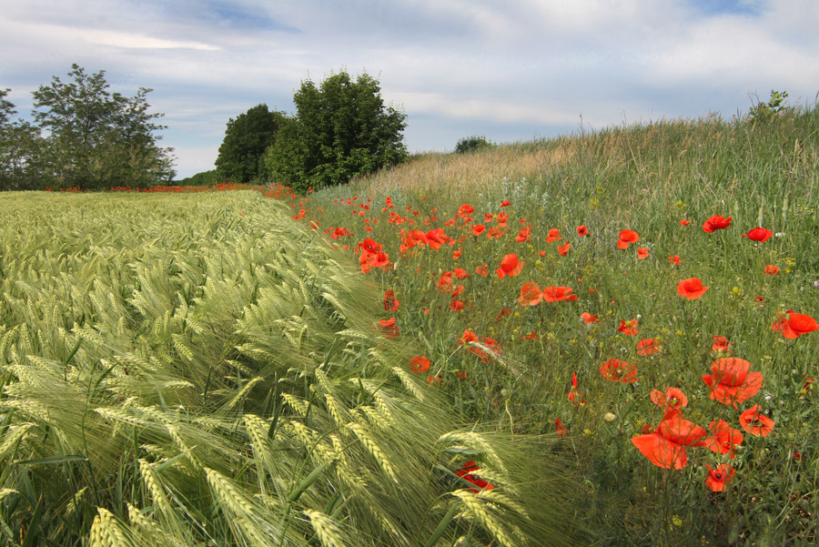 Фотографія Пшеница на лево ,а маки на право / Потемкина Оксана / photographers.ua