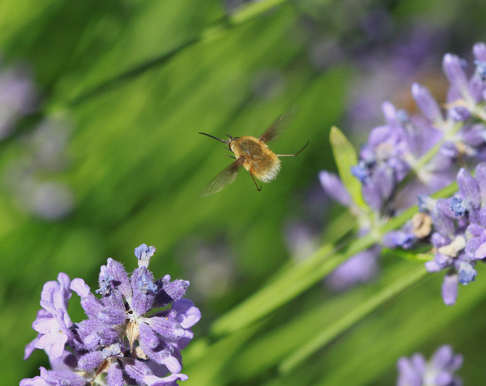 Фотографія Волосатый носатик / Потемкина Оксана / photographers.ua