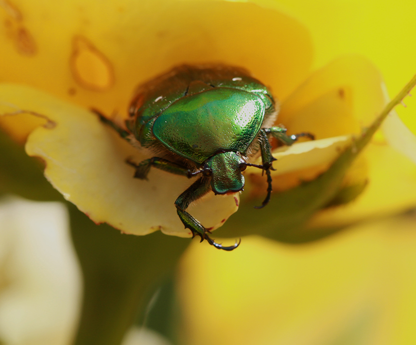 Фотографія Пожиратель роз / Потемкина Оксана / photographers.ua