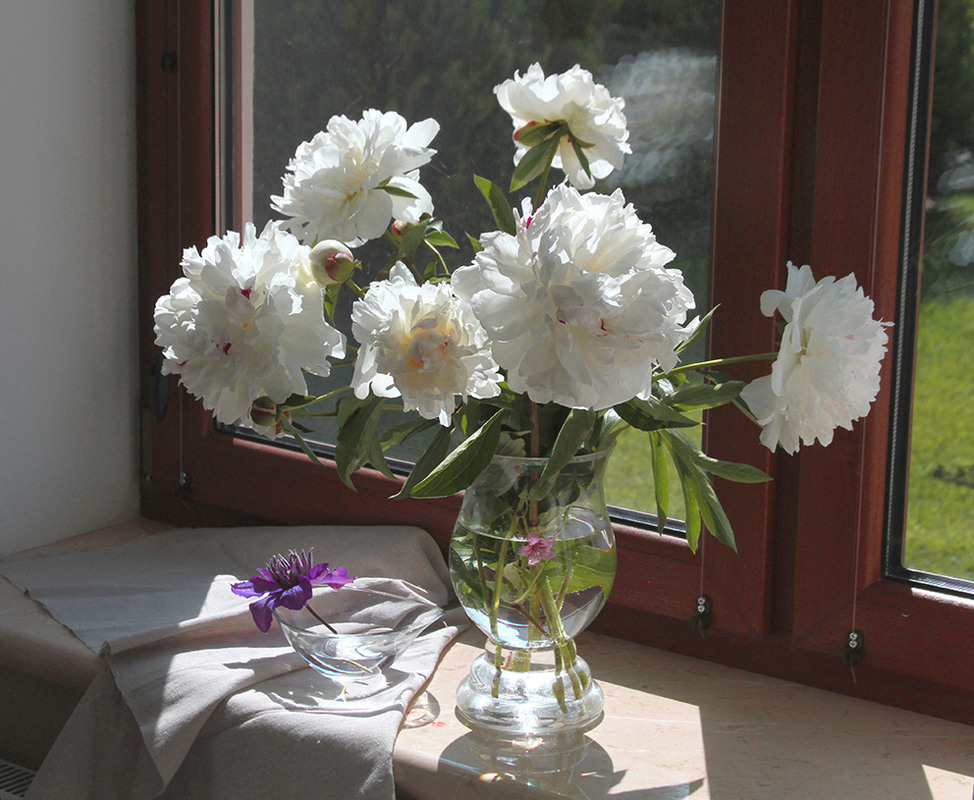 Фотографія Букет пионов / Потемкина Оксана / photographers.ua