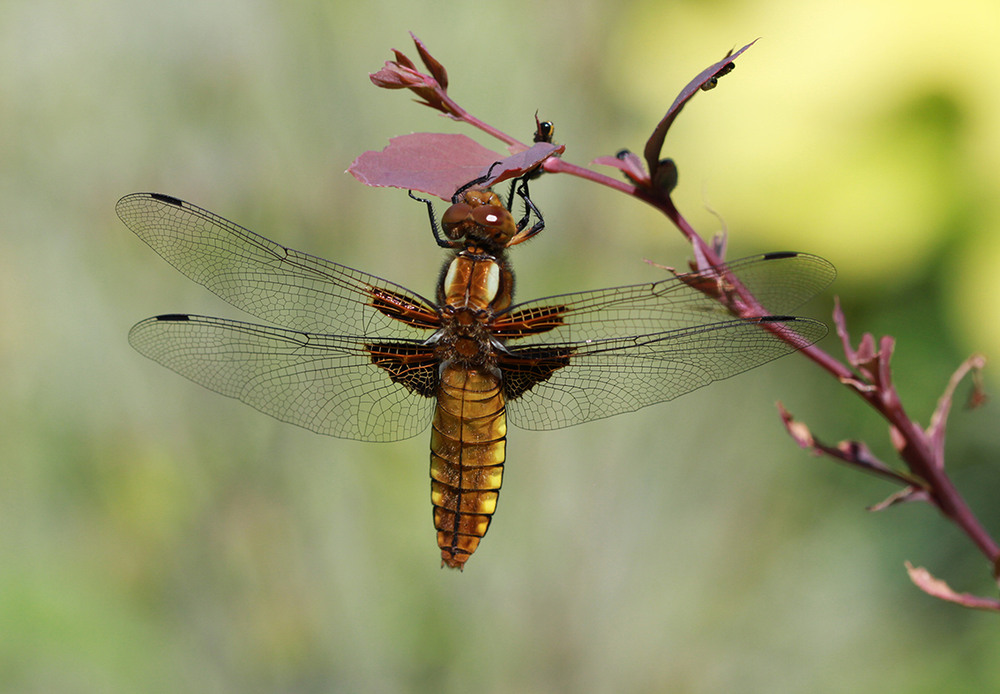 Фотографія Глазастая / Потемкина Оксана / photographers.ua