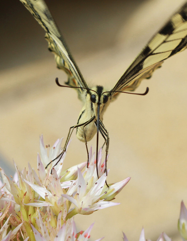 Фотографія Любительница нектара / Потемкина Оксана / photographers.ua
