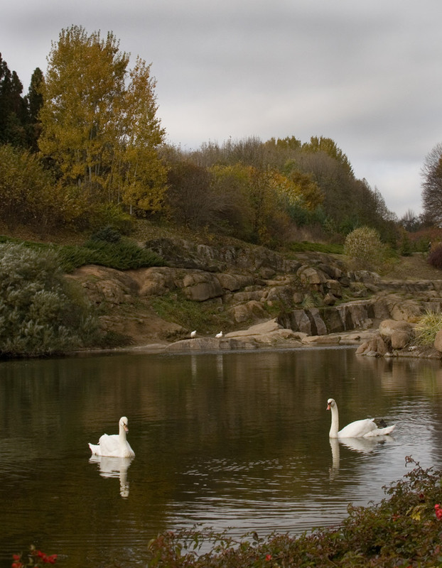 Фотографія И пара белых лебедей / Потемкина Оксана / photographers.ua