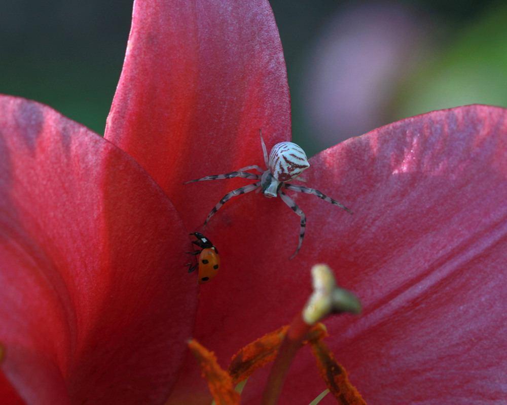 Фотографія От меня не спрячешься / Потемкина Оксана / photographers.ua
