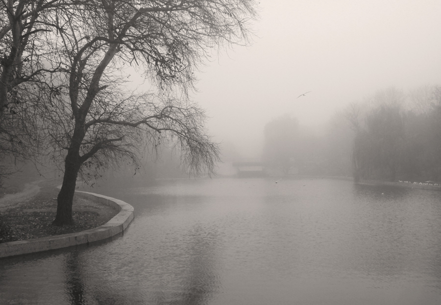 Фотографія Парк в тумане / Потемкина Оксана / photographers.ua