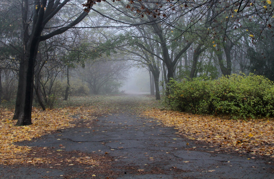 Фотографія Осенний парк в тумане / Потемкина Оксана / photographers.ua