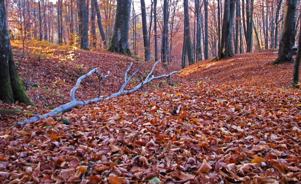 Фотографія По ковру багряных листьев... / Дуня Мороз / photographers.ua