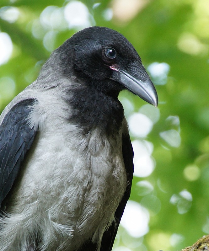 Фотографія О чем думает Ворона? / Илья Непокульчицкий / photographers.ua