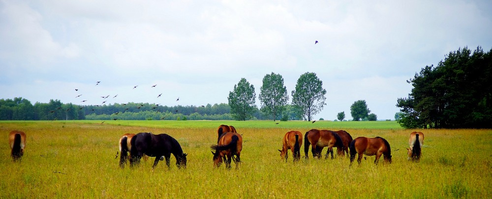 Фотографія Табун и стая / Илья Непокульчицкий / photographers.ua