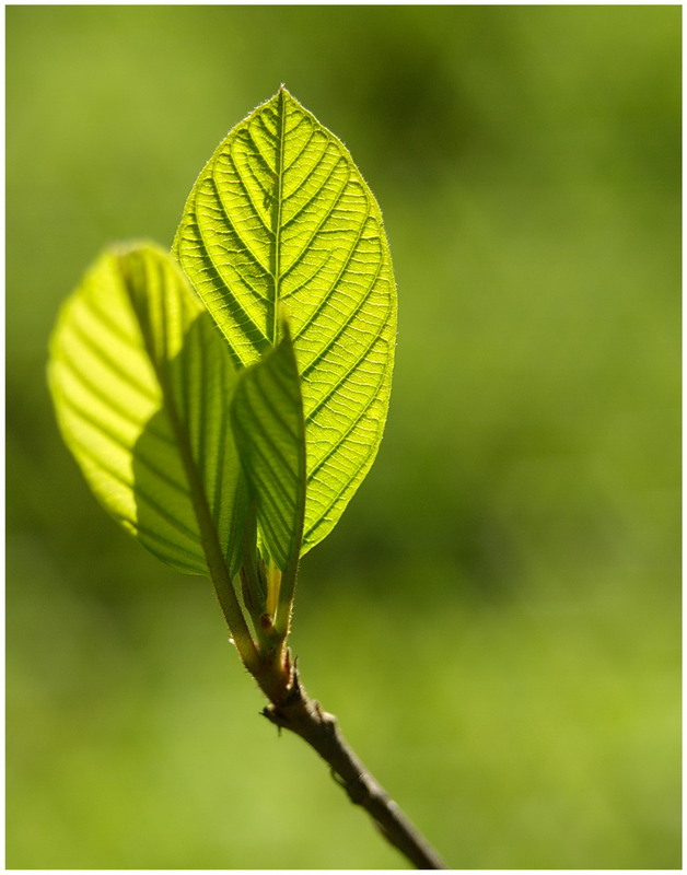 Фотографія Green Fresh / Сергей Кочубей / photographers.ua