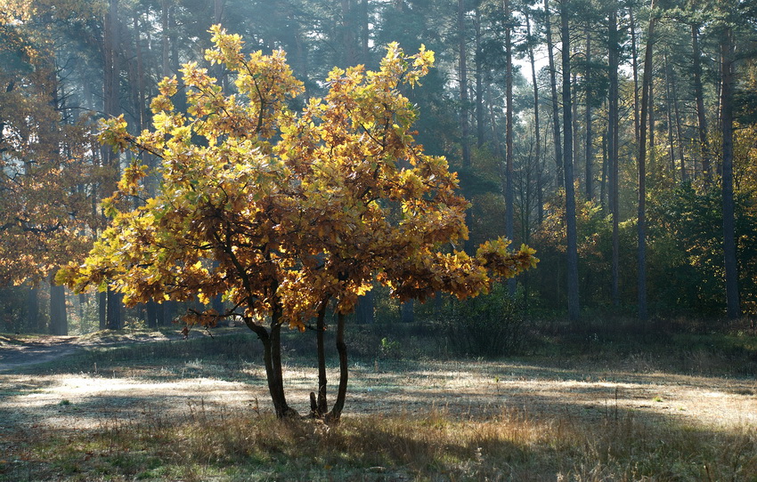 Фотографія Монетное дерево / Сергей Кочубей / photographers.ua