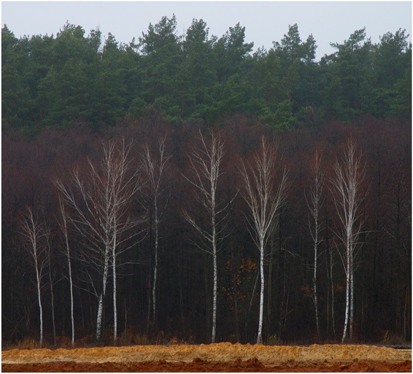 Фотографія За деревьями леса не видно. / Сергей Кочубей / photographers.ua