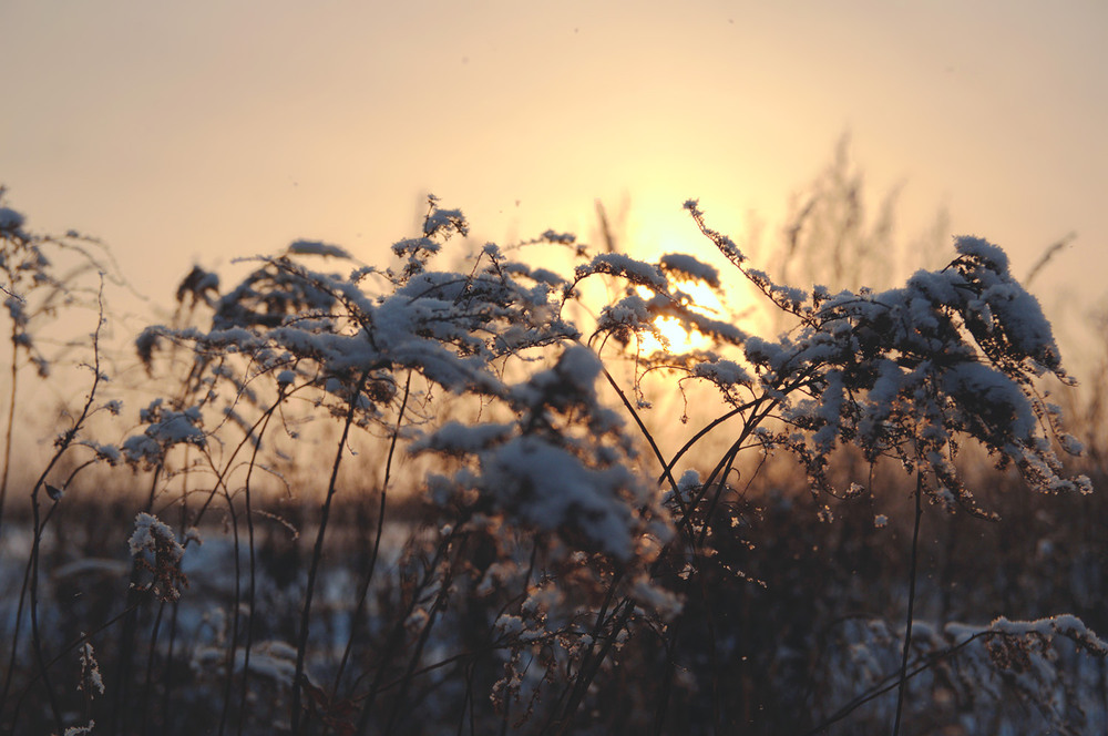 Фотографія А снег идёт... / Александр  Тимошенко / photographers.ua
