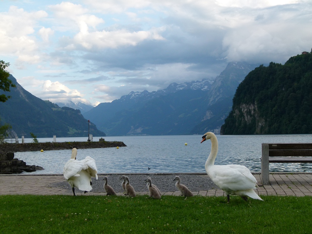 Фотографія Семья / Роман / photographers.ua