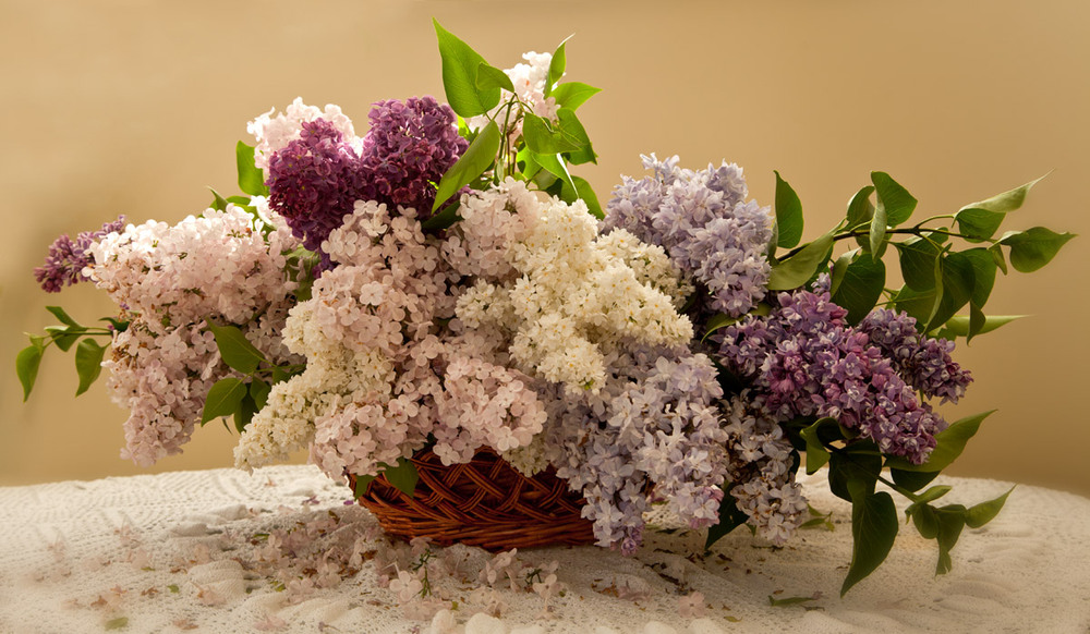 Фотографія ****** / Надежда Чичерова / photographers.ua