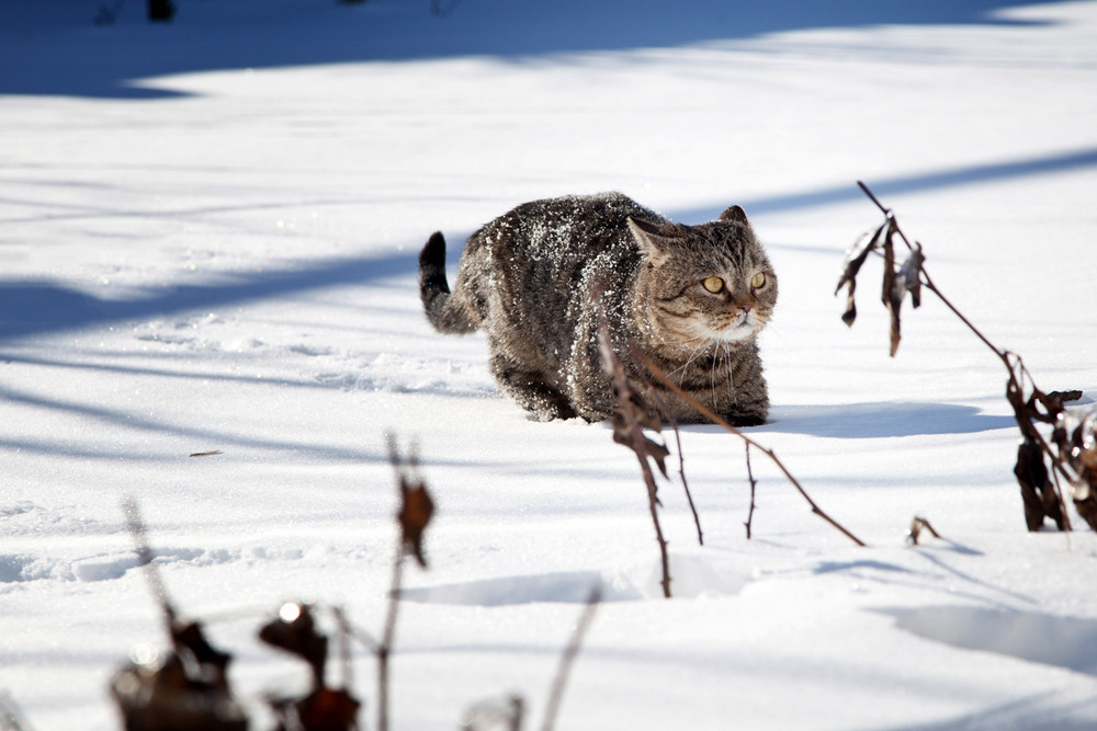 Фотографія Не любит котя зиму :-(! / Надежда Чичерова / photographers.ua