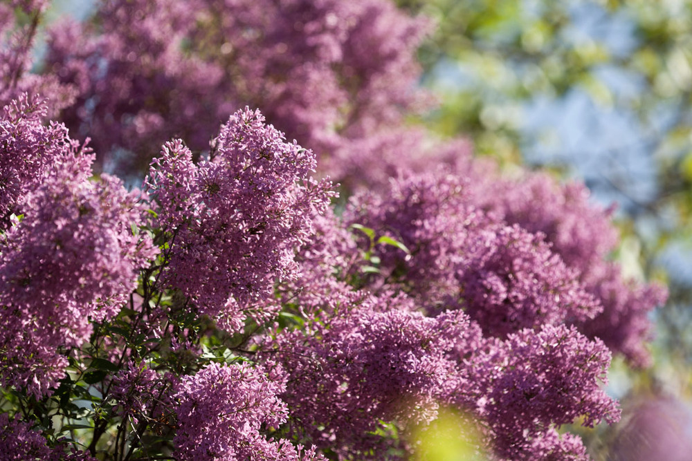 Фотографія Сиреневое облако / Надежда Чичерова / photographers.ua