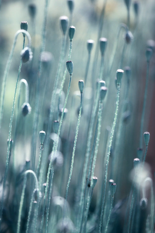 Фотографія /////// / Надежда Чичерова / photographers.ua