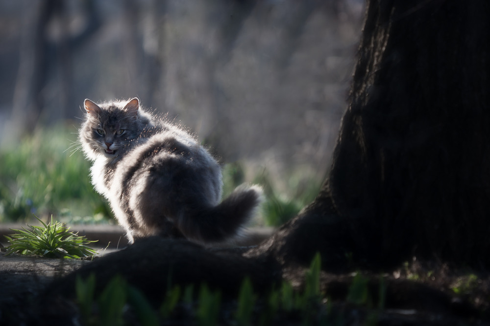 Фотографія Весенний котик! :-) / Надежда Чичерова / photographers.ua