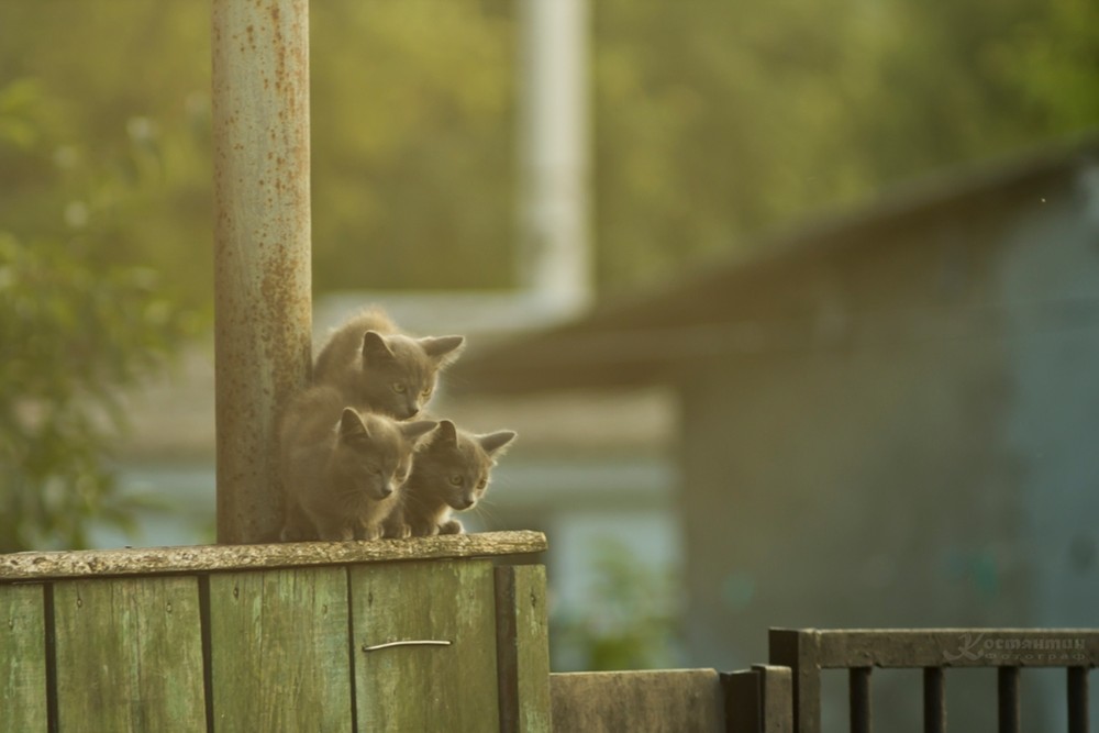 Фотографія котэ..) / Костянтин Кіц / photographers.ua